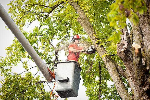 Reliable Maud, TX Tree Removal Solutions